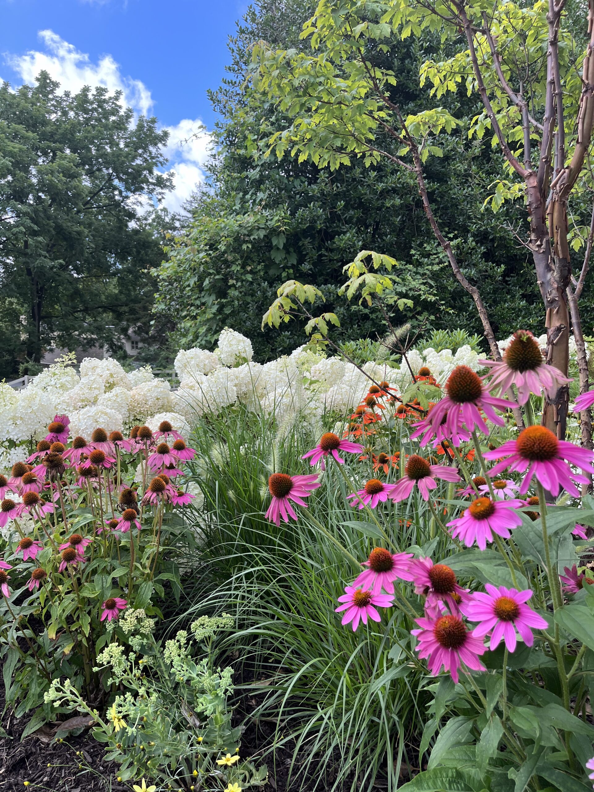 Garden with pink and white flowers, lush greenery.