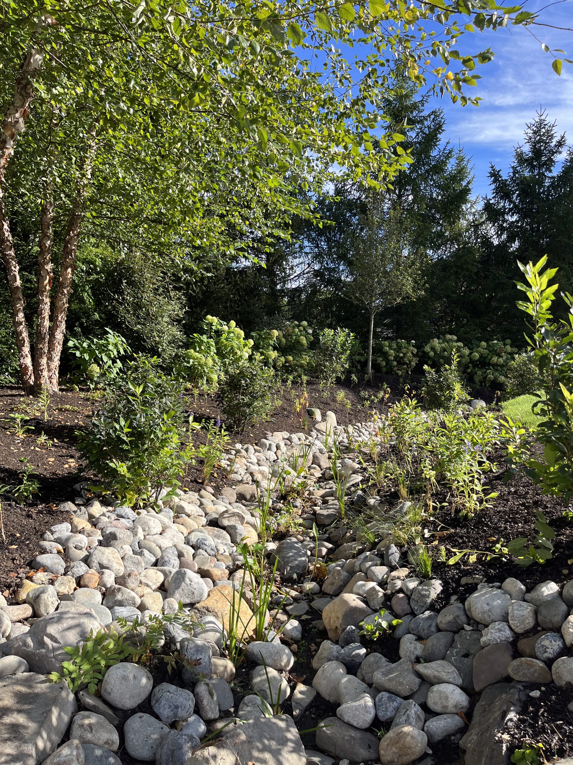 Lush garden with rocks and vibrant green trees.
