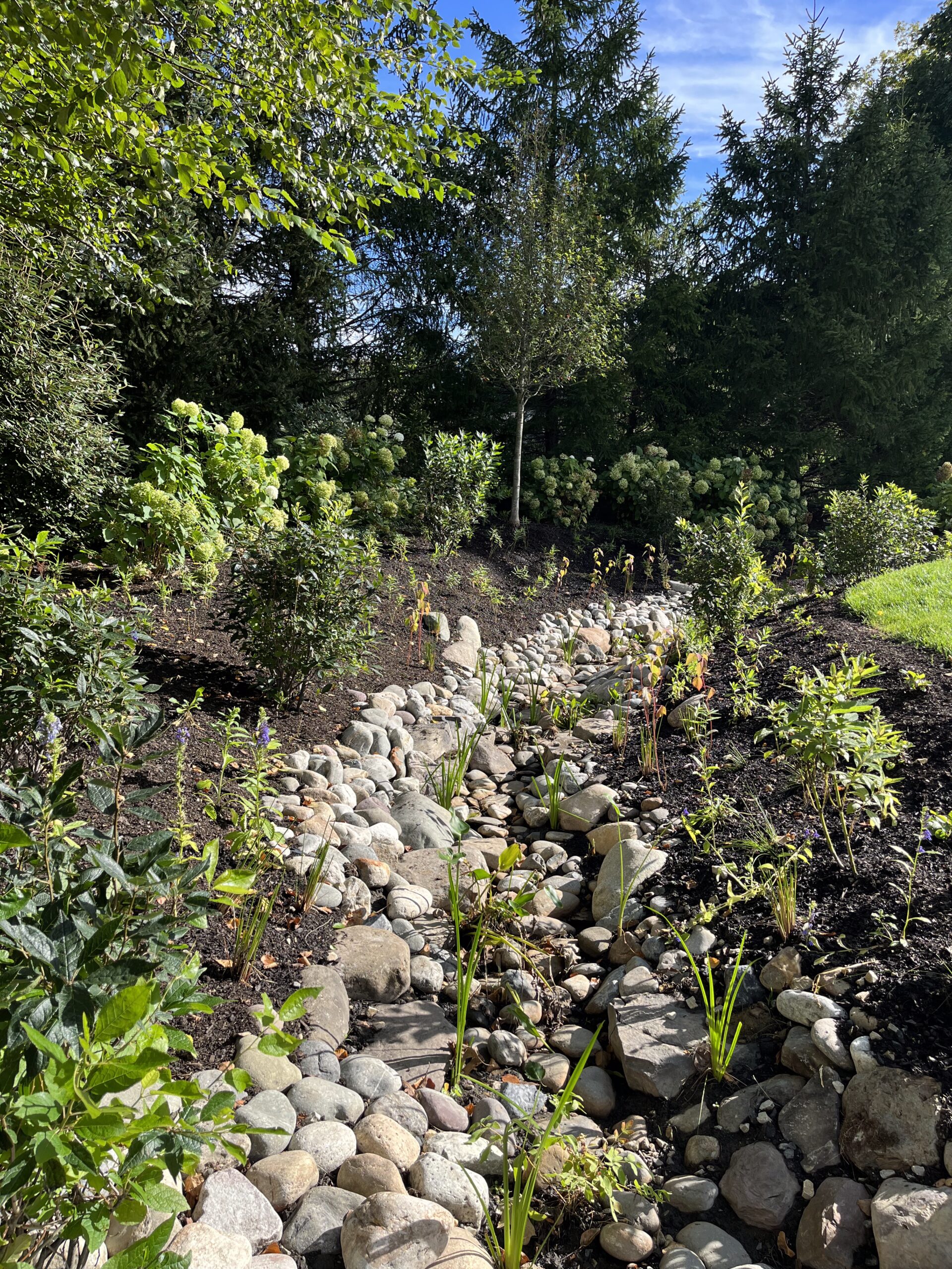 Rock garden with greenery and blue sky.