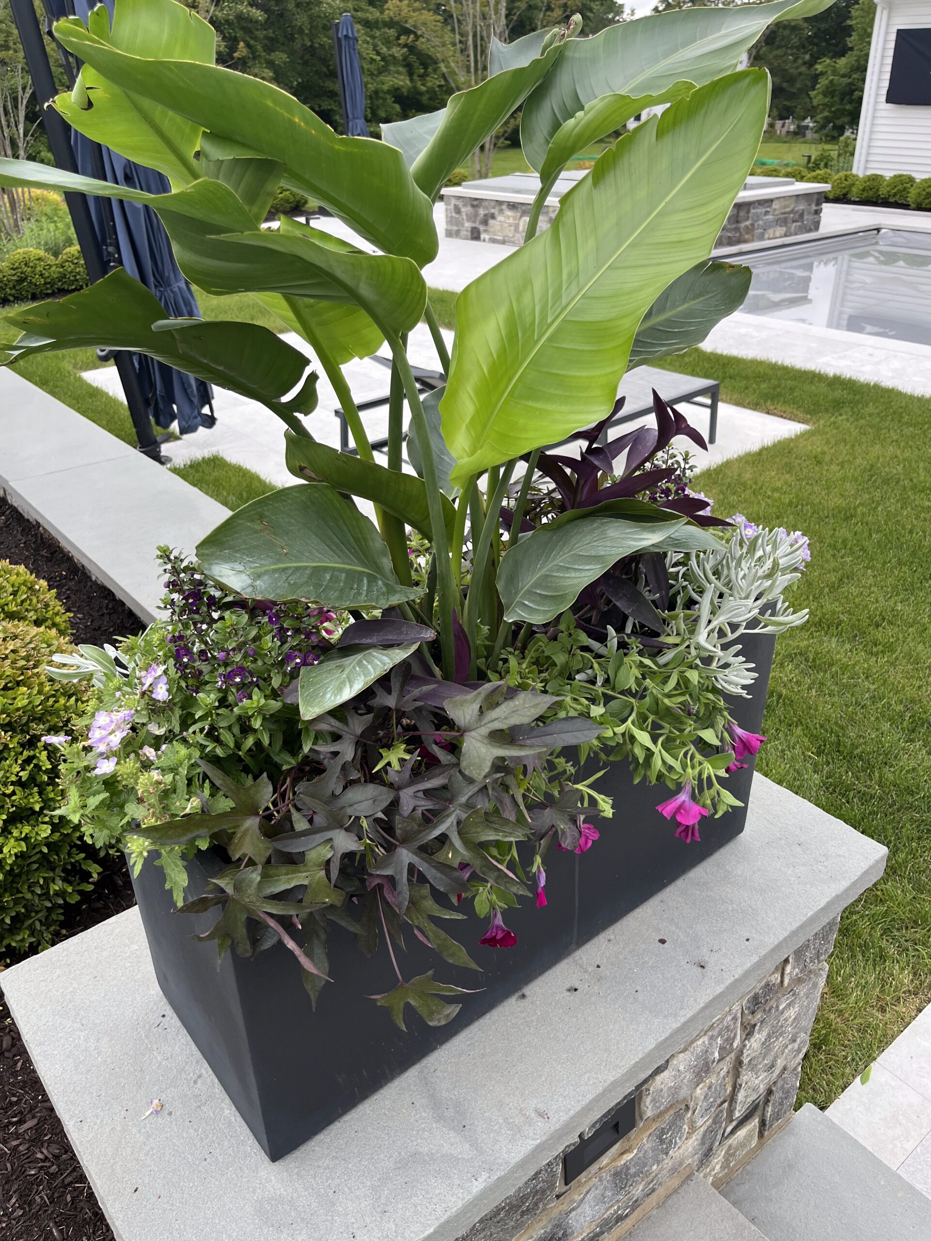Outdoor planter with lush green and purple plants.
