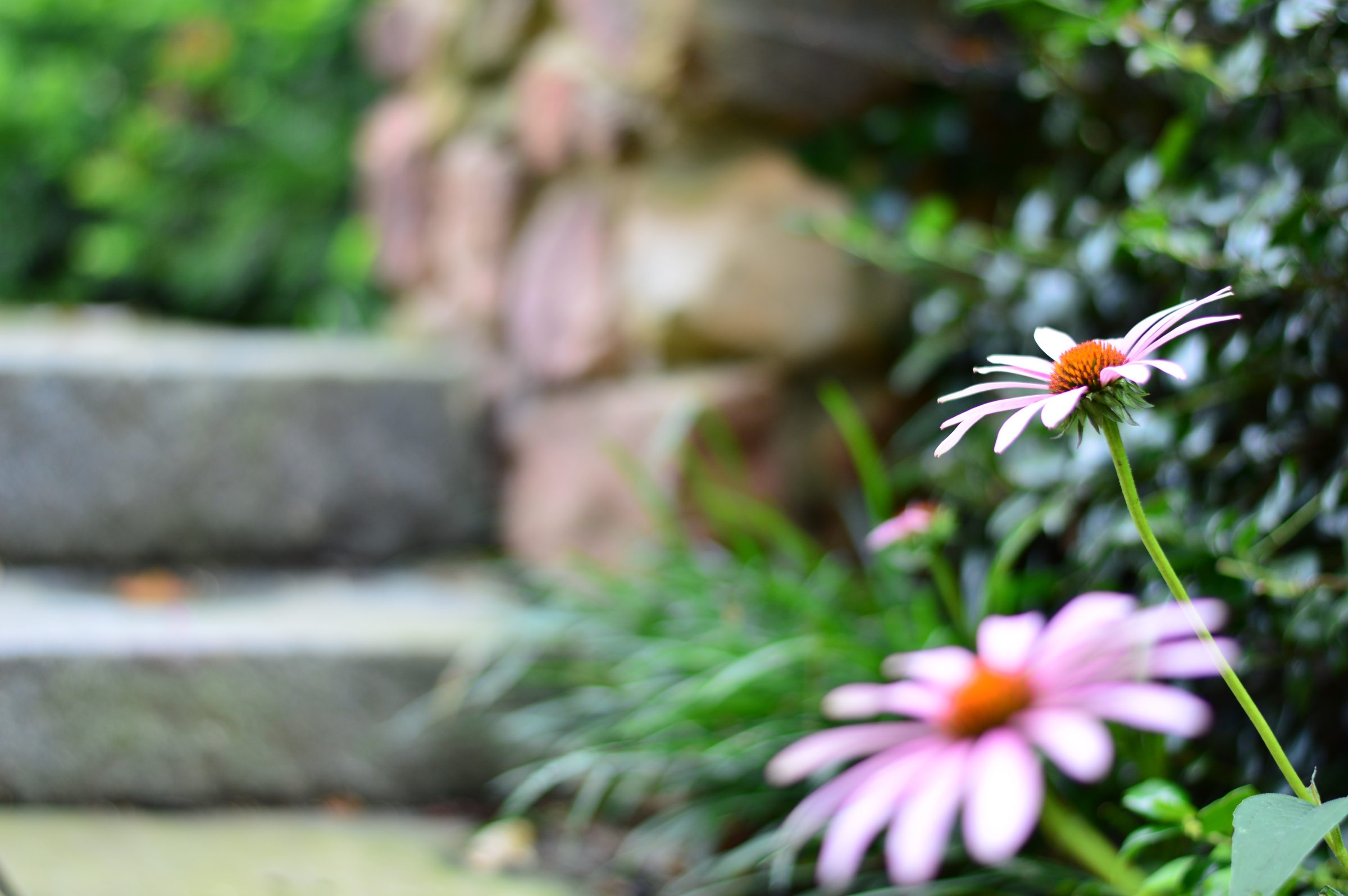 Pink flowers near stone steps in garden.