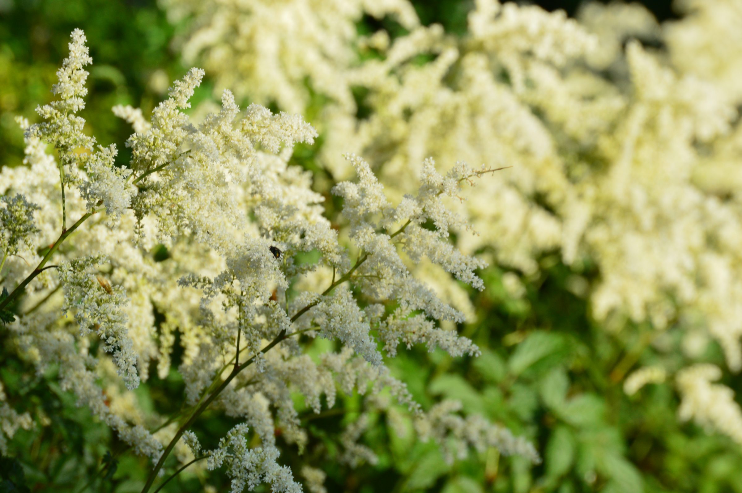 Close-up of white flowering plants in garden
