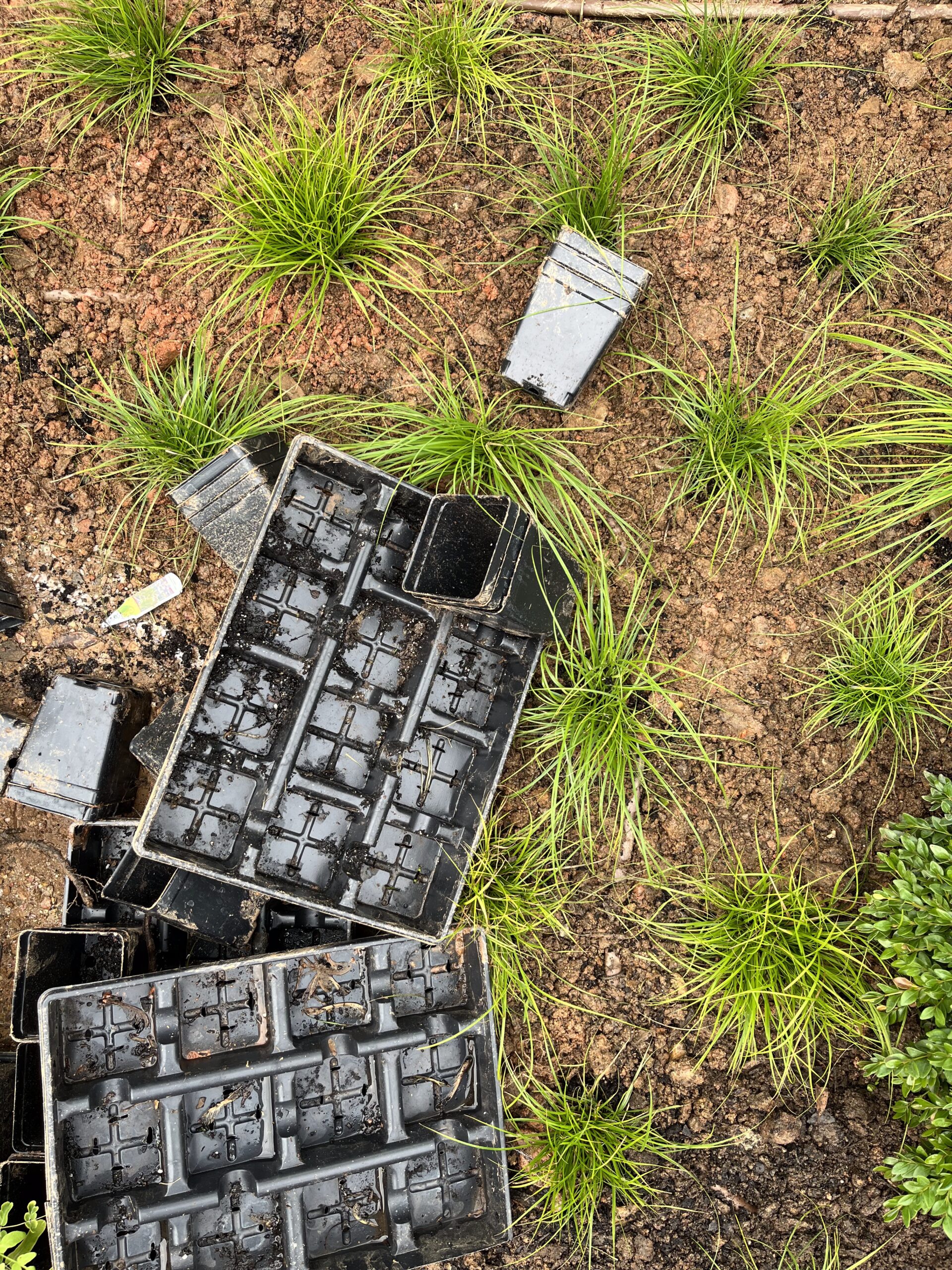 Plastic trays and grass seedlings on soil