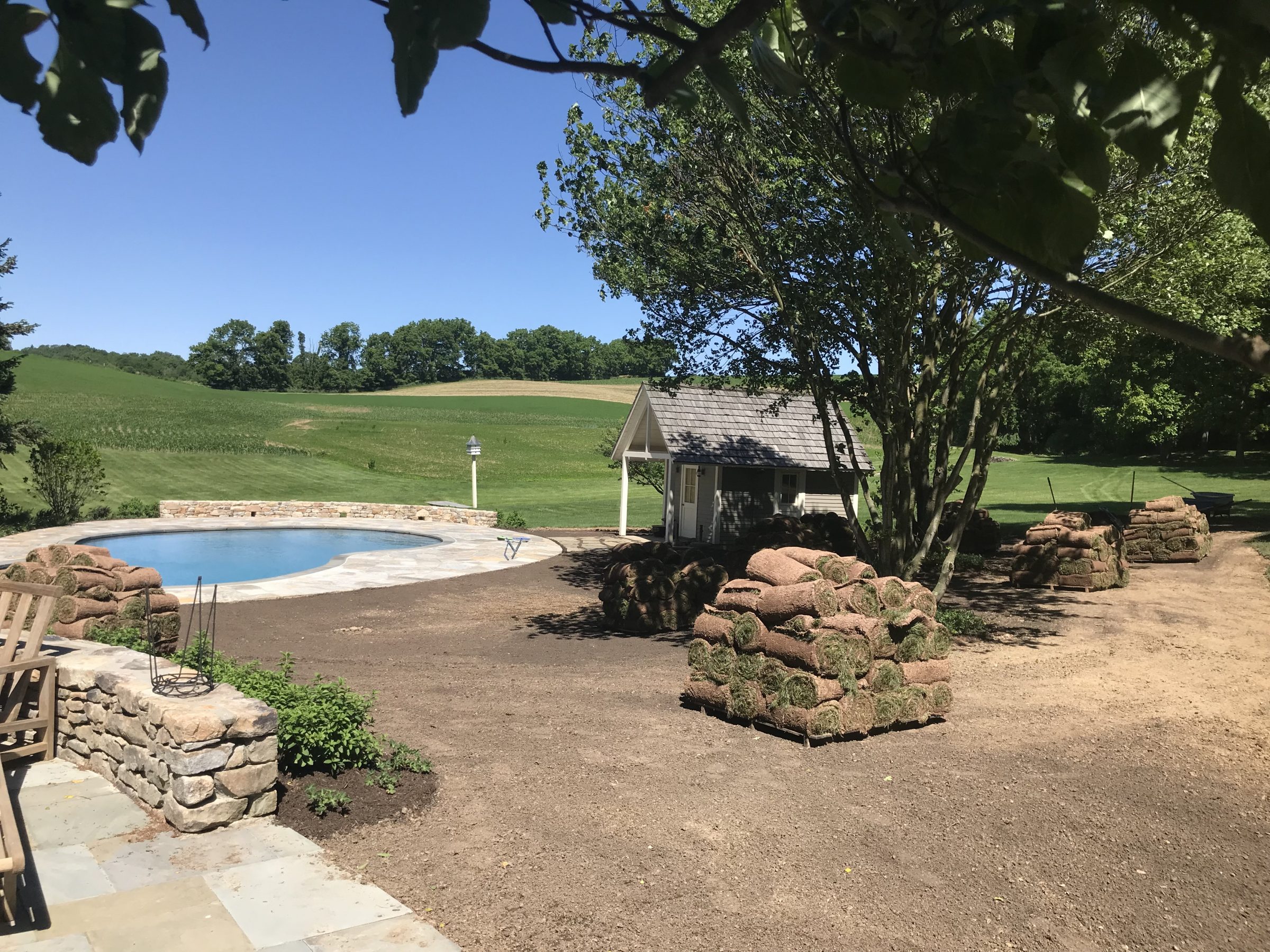 Backyard pool area with sod and shed