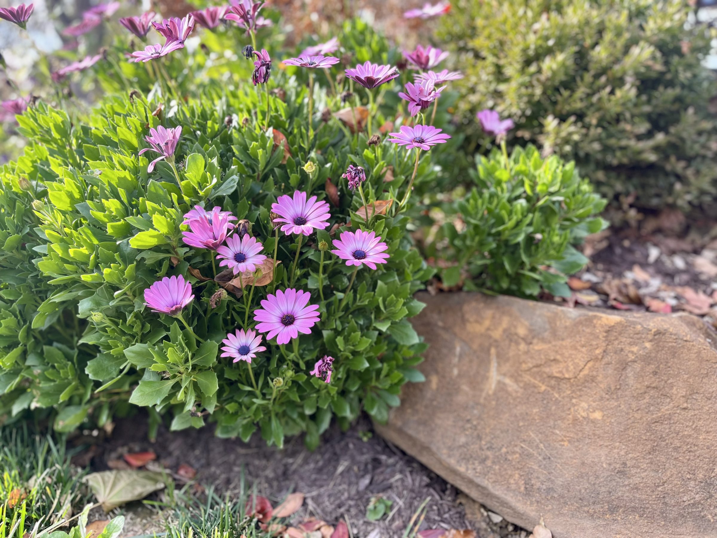 Purple daisies growing next to a rock in garden.