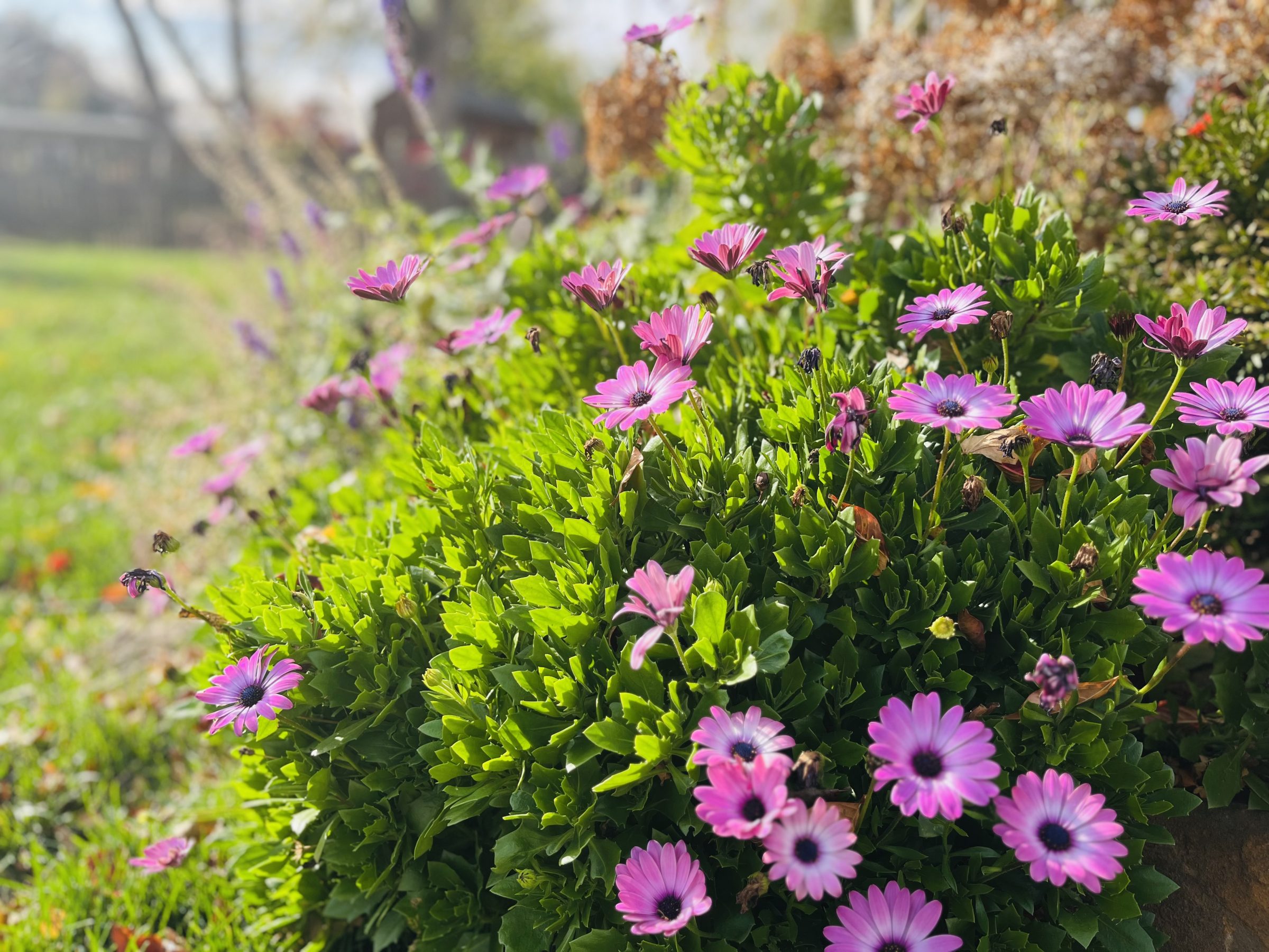 Pink daisies blooming in sunny garden.