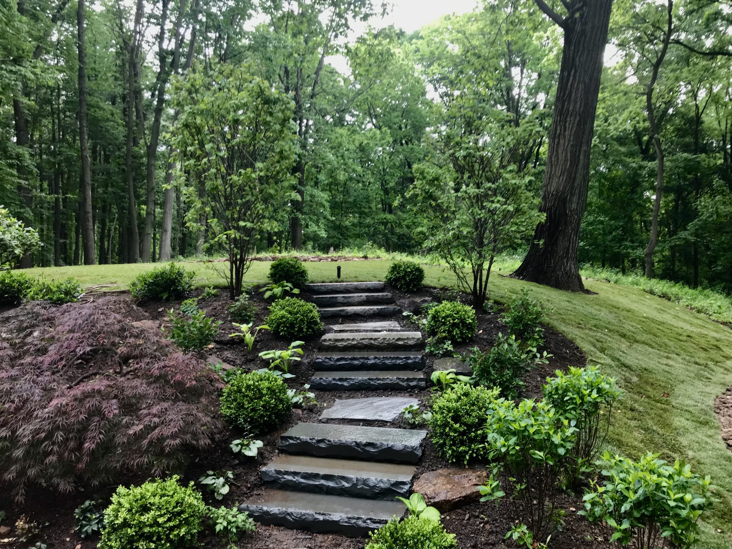 Stone steps through lush, green forest garden