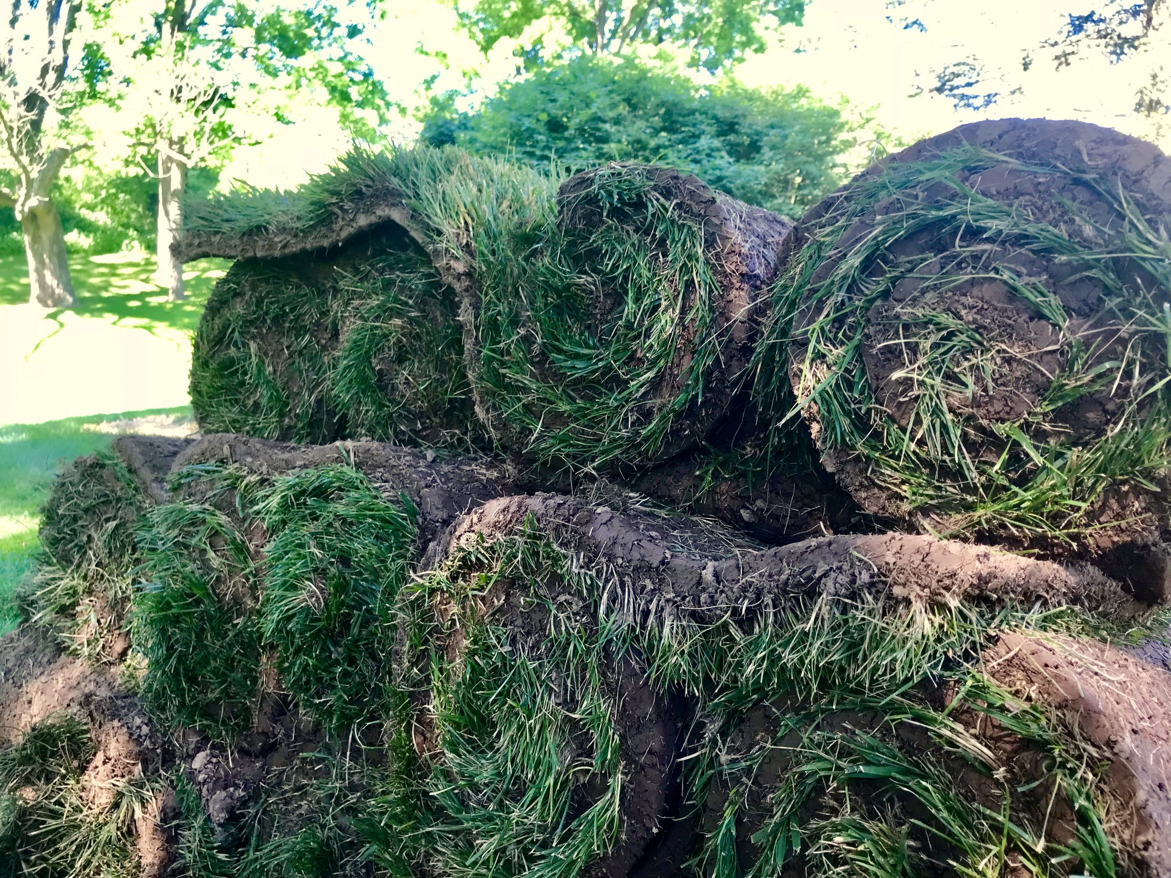 Rolled sod grass in lush green garden