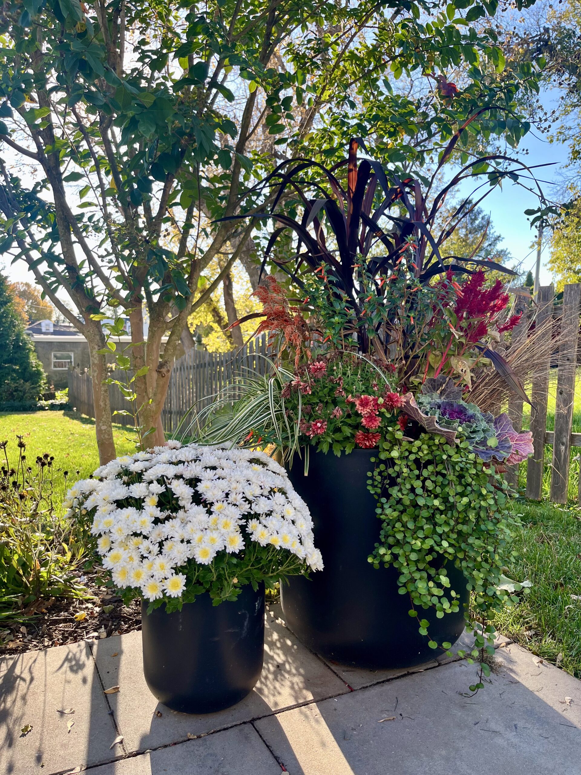 Outdoor potted plants with vibrant flowers.