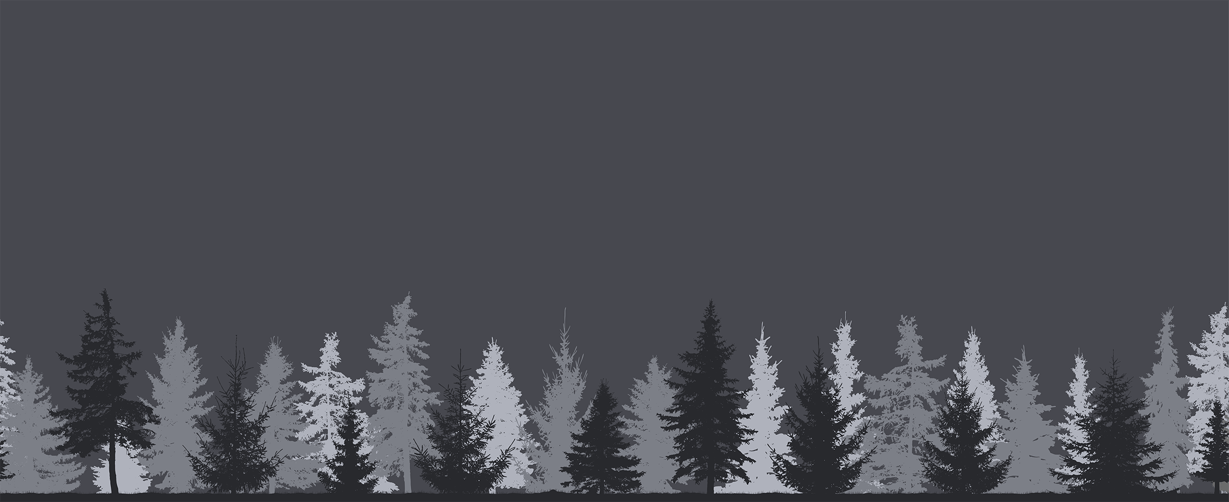 Silhouette of pine trees against night sky