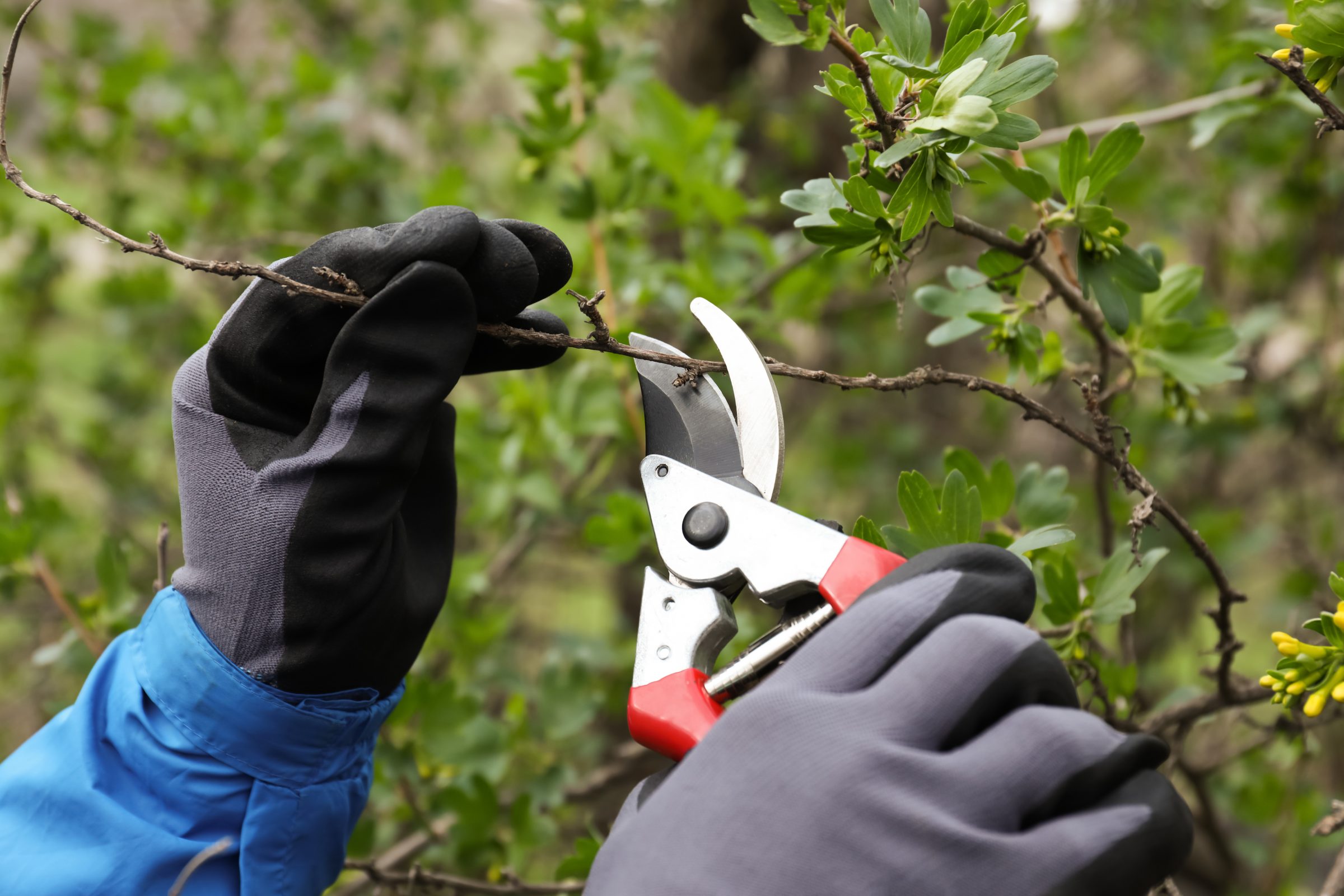 Gloved hands pruning a branch with shears.