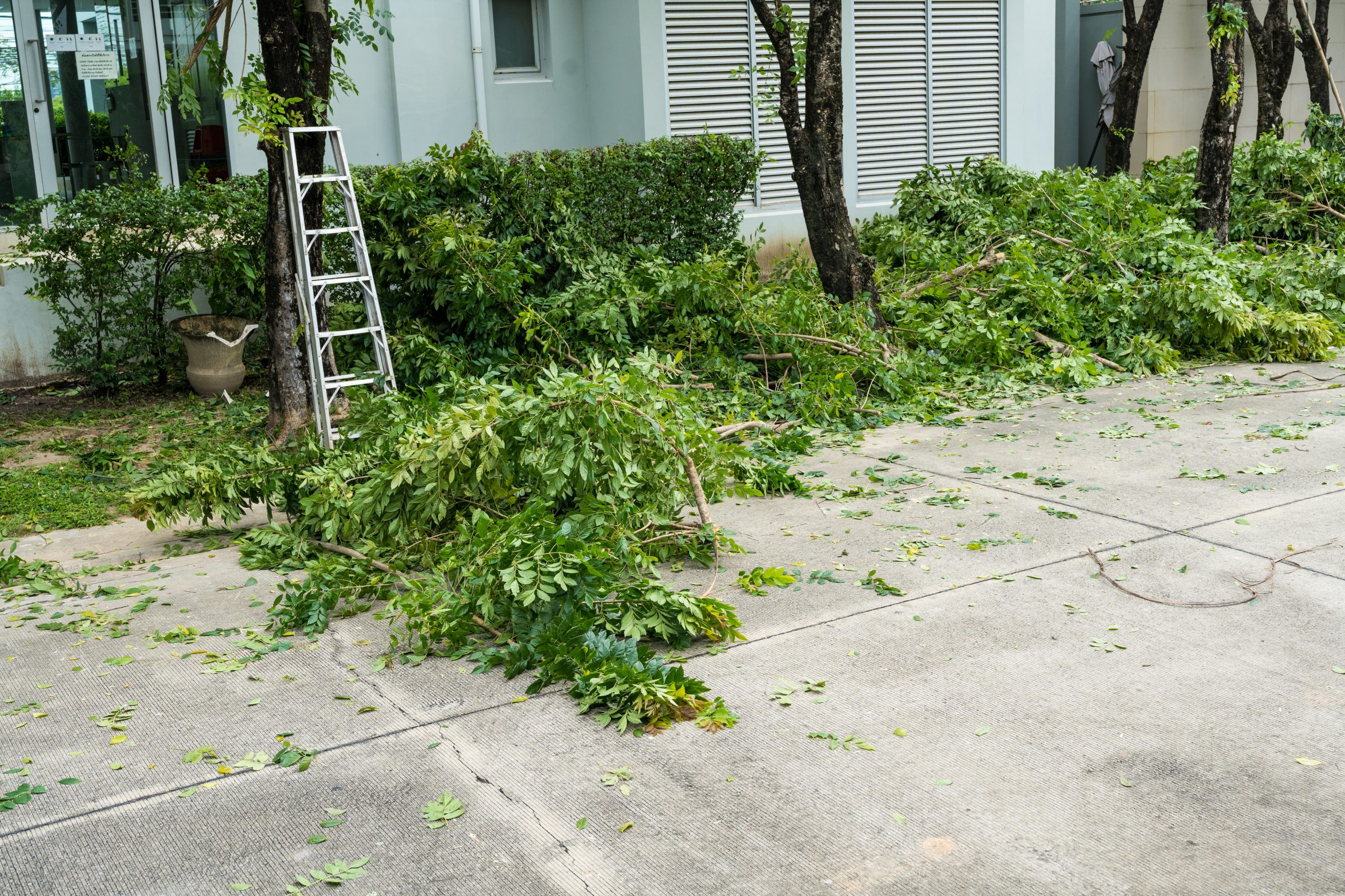 Ladder near tree debris, sidewalk cleanup scene.